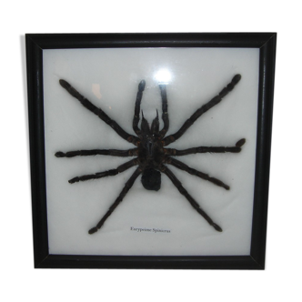 Naturalized spider Tarantula, tarantulas: Eurypeime Spinicrus