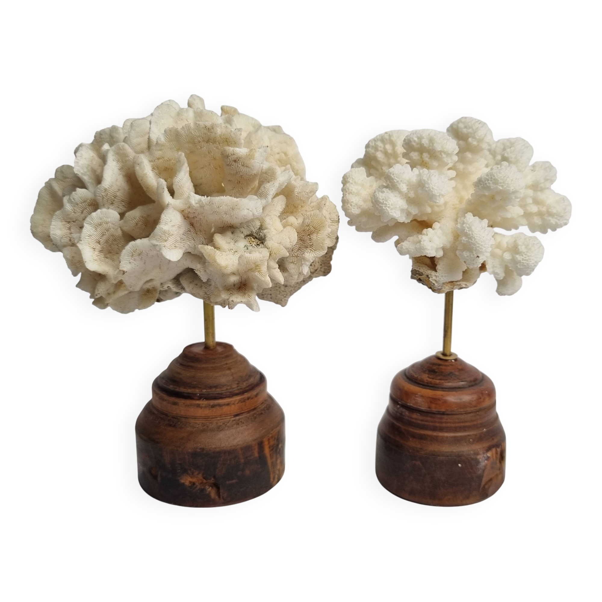 Pair of antique corals on turned wooden bases, 13 cm