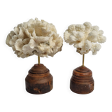 Pair of antique corals on turned wooden bases, 13 cm