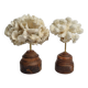 Pair of antique corals on turned wooden bases, 13 cm