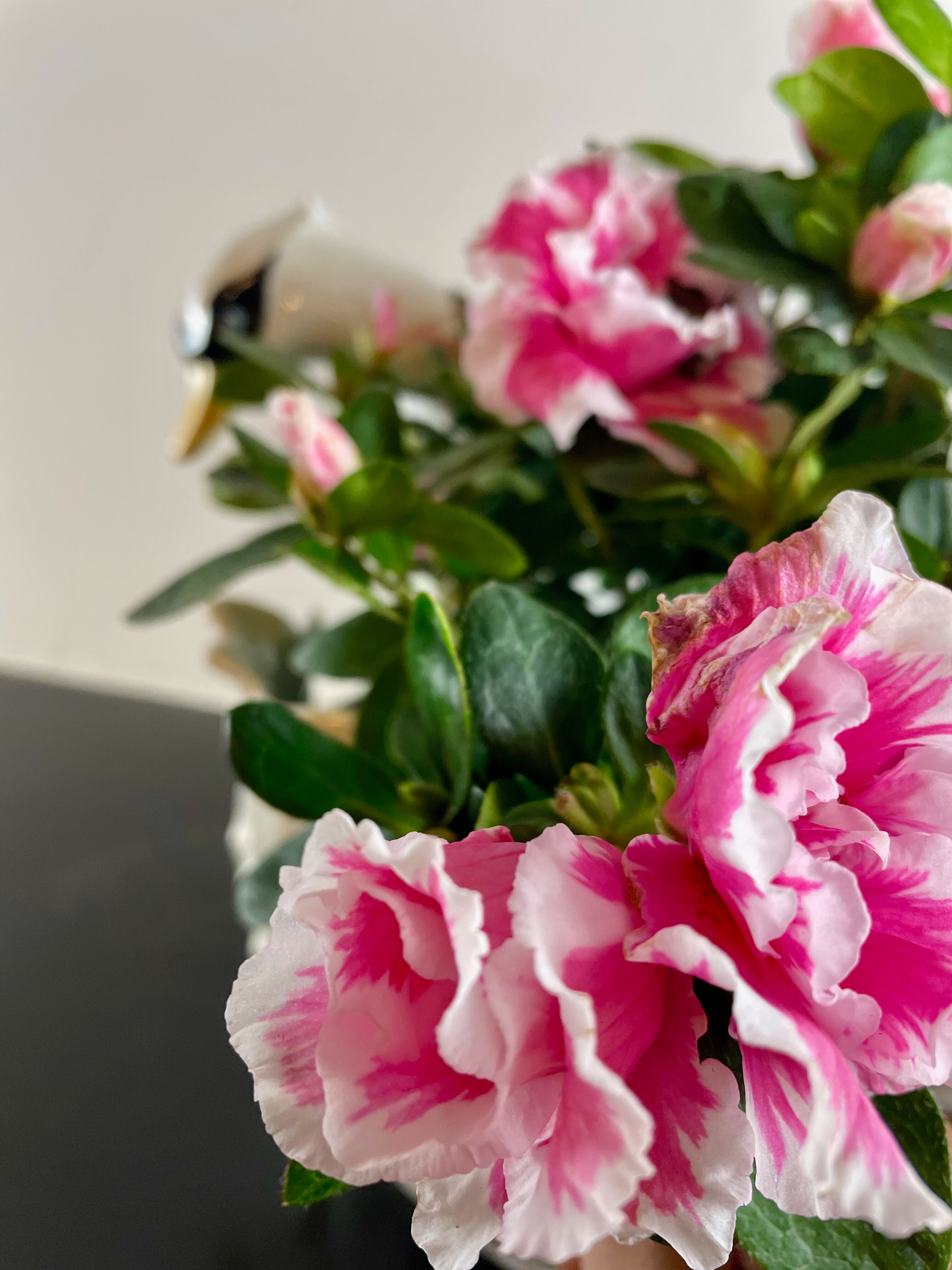 Swan ceramic planter from Bassano, Italy, circa 1970