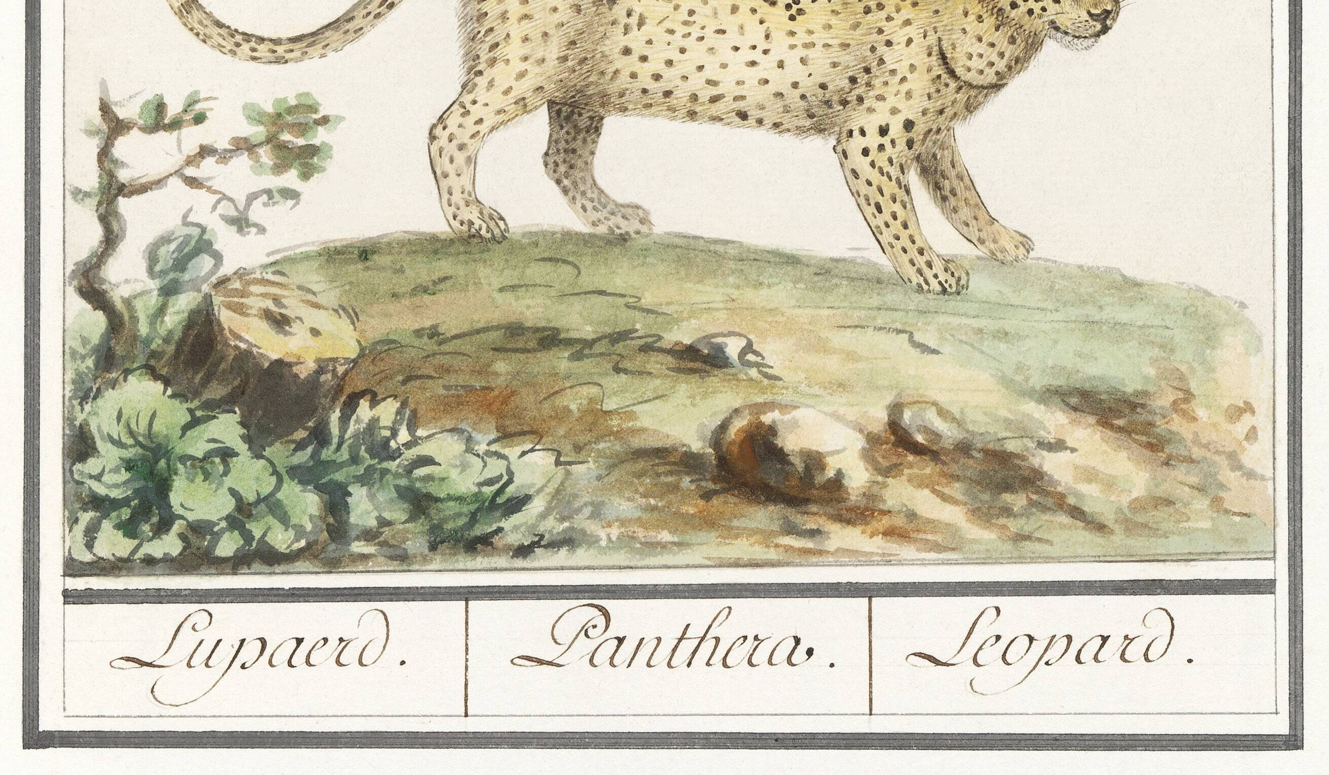 Small poster about the leopard, after an old engraving from 1610.