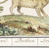 Small poster about the leopard, after an old engraving from 1610.