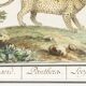 Small poster about the leopard, after an old engraving from 1610.