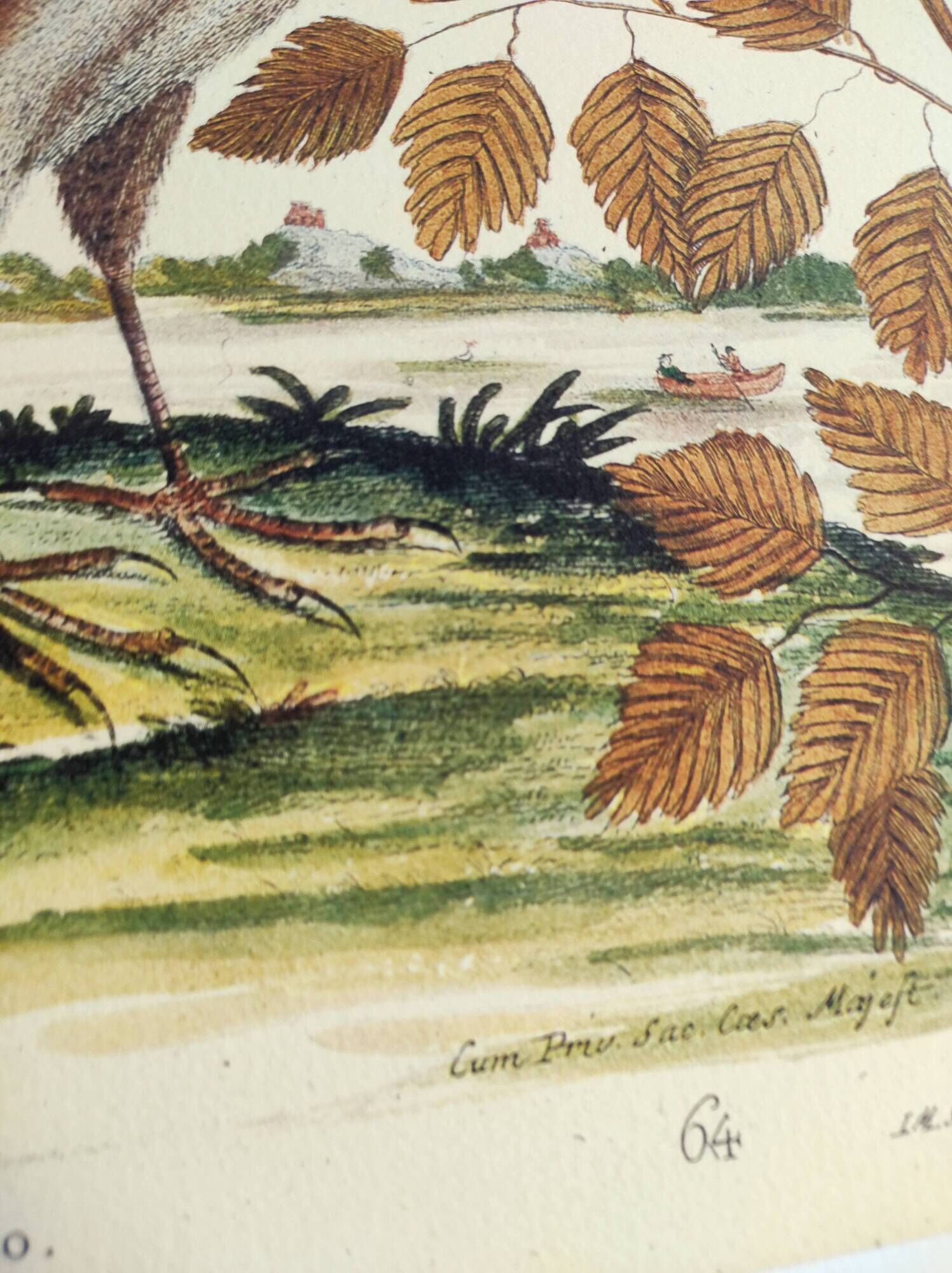 Old bird engraving -L'Allouette- Vintage zoological board from 1973 by Seligmann & Catesby
