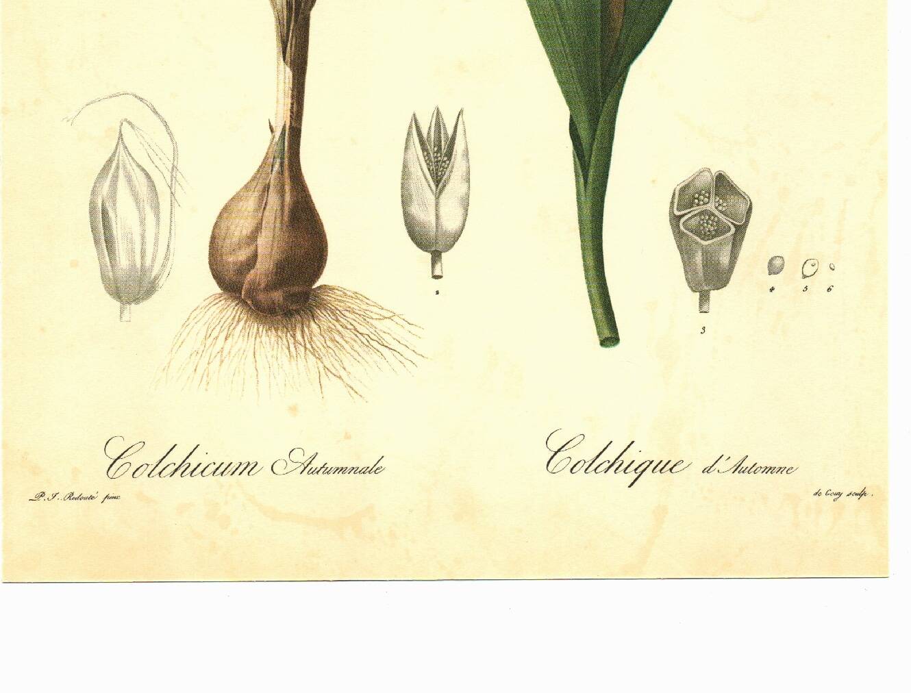 Illustration ancienne 1959 - Colchique d'automne - planche fleur et plante