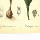 Illustration ancienne 1959 - Colchique d'automne - planche fleur et plante
