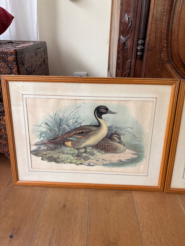 3 estampes canards et perdreaux