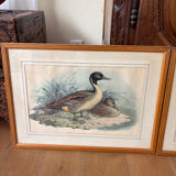 3 prints of ducks and partridges