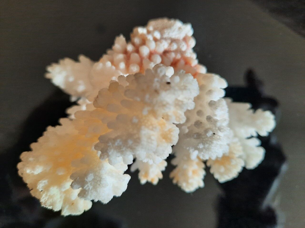 Ancient coral