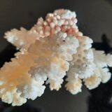 Ancient coral