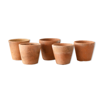 5 pots with old seedlings in terracotta 7/8 cm