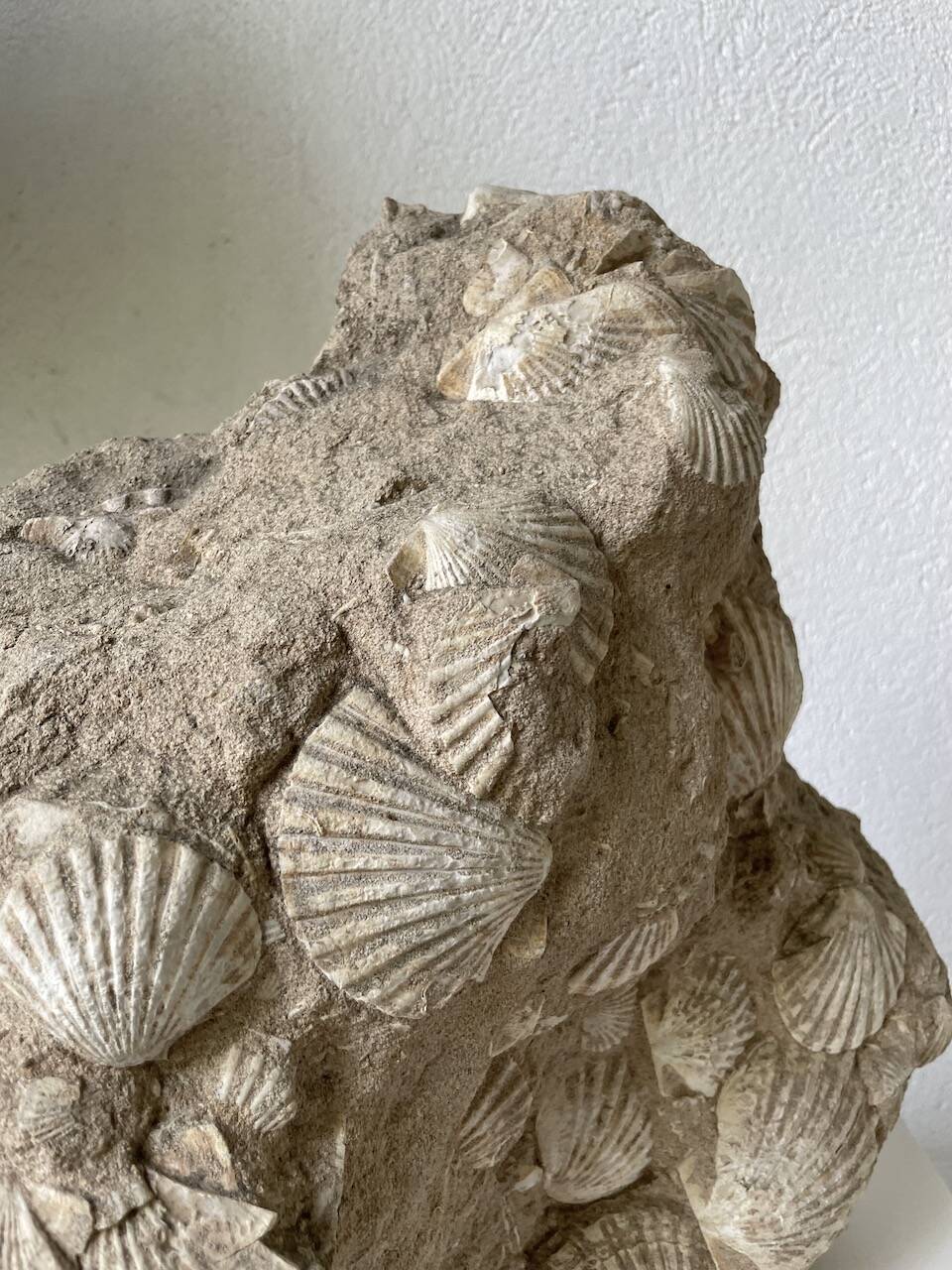 Fossil sedimentary rock and shell