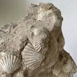 Fossil sedimentary rock and shell