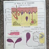 Rossignol school poster N18 the skin and touch / N17 the sympathetic system