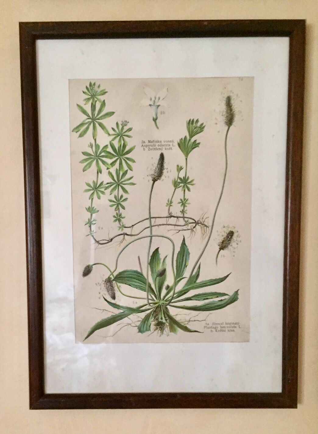 Set of 4 framed botanical posters