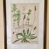 Set of 4 framed botanical posters