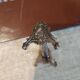 12 silver-plated metal knife rests Ravinet d'Enfert