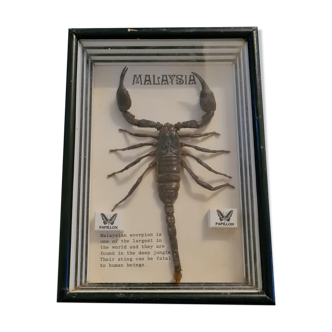 Scorpion géant de Malaisie Heterometrus Spinifer