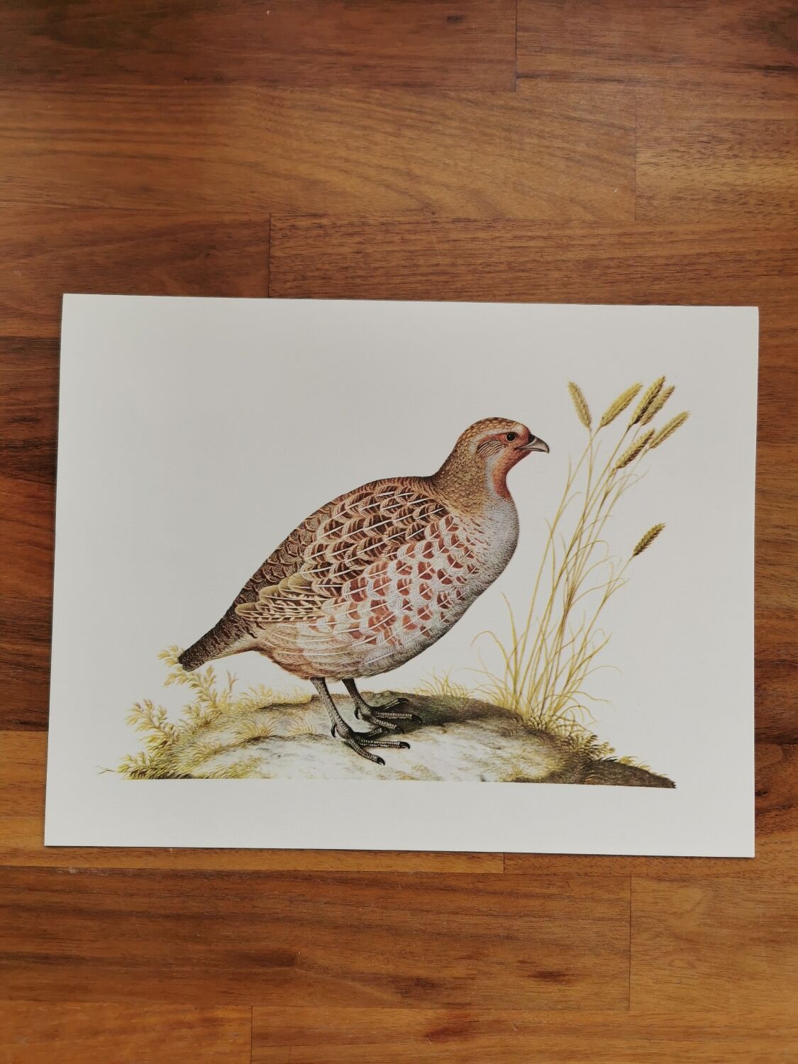 Ancient zoological plate