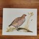 Ancient zoological plate