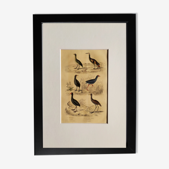 Planche ornithologique originale " Marouette - Caurale - &c... Buffon 1837