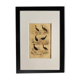 Original ornithological plate " Marouette - Caurale - &c... Buffon (1837)