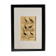 Original ornithological plate " Marouette - Caurale - &c... Buffon (1837)