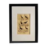 Planche ornithologique originale " Marouette - Caurale - &c... Buffon 1837