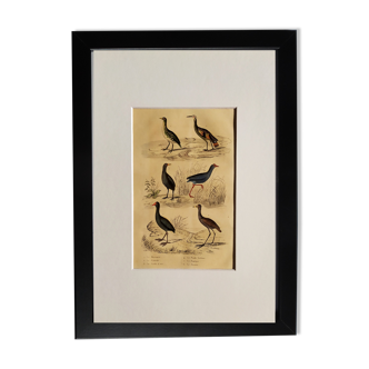 Original ornithological plate " Marouette - Caurale - &c... Buffon (1837)