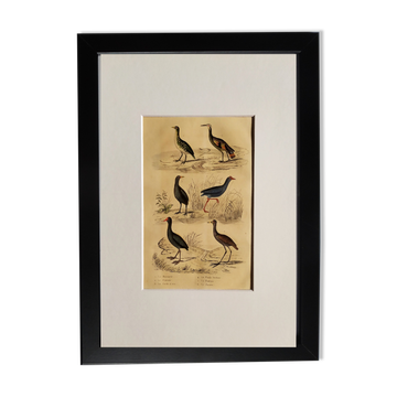 Original ornithological plate " Marouette - Caurale - &c... Buffon (1837)
