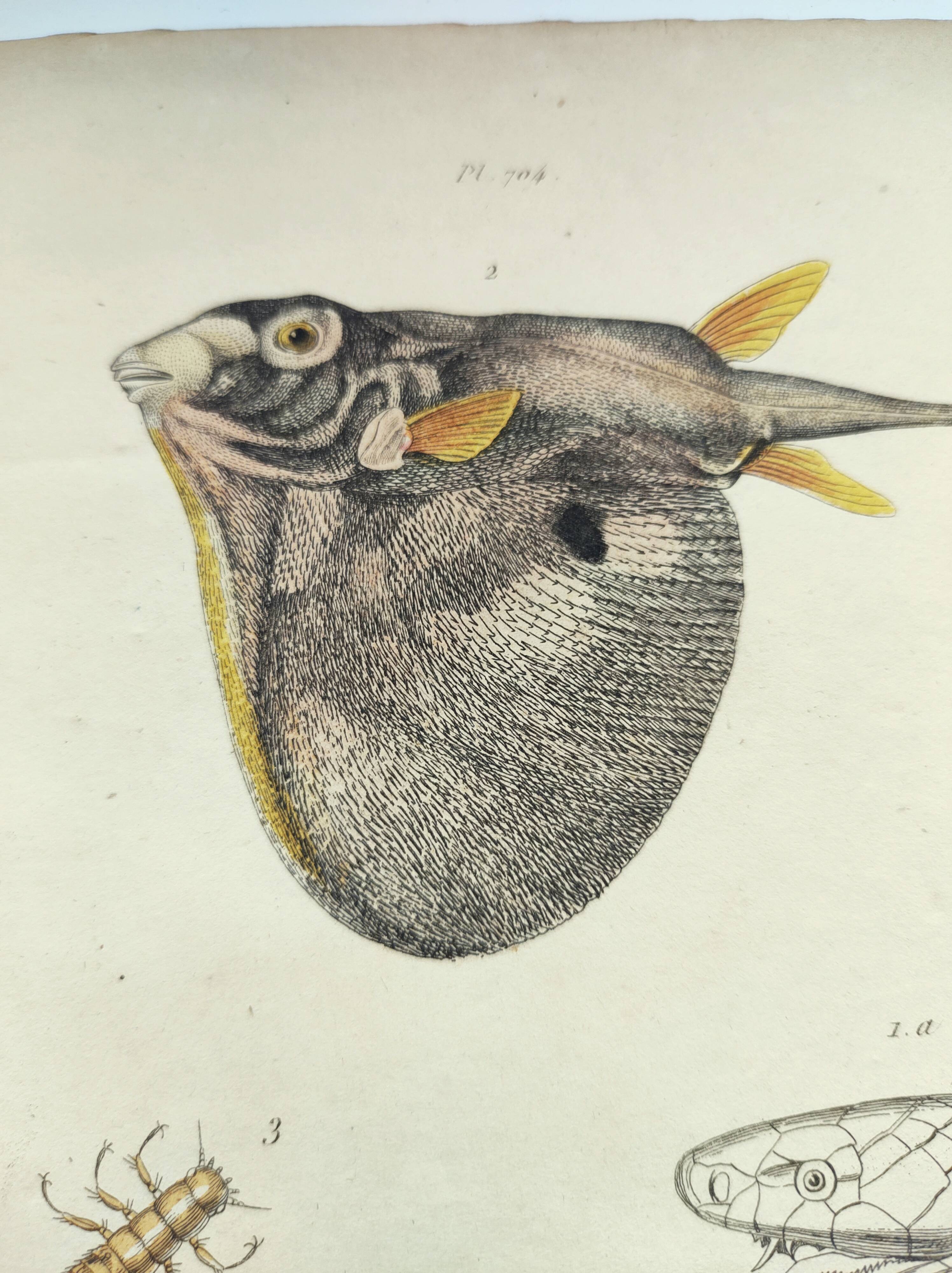 Gravure ancienne de 1838 -Serpent trimérésure et triodon- Planche zoologique et botanique original