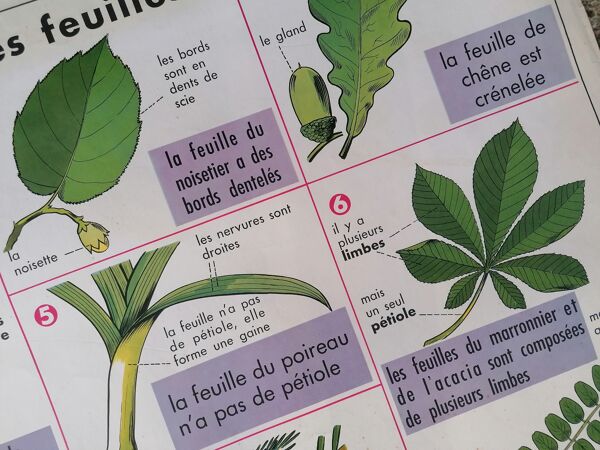 Ancienne affiche MDI ''Les feuilles-La pomme''.