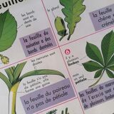 Old MDI poster "The leaves-The apple".
