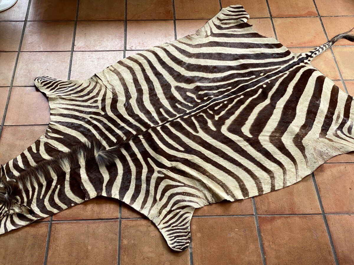 Real zebra skin