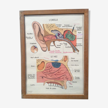 School eye vision/ear 1960 vintage front-to-face poster