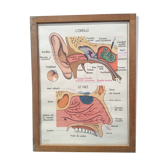 School eye vision/ear 1960 vintage front-to-face poster