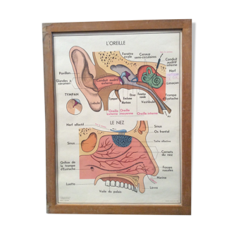 School eye vision/ear 1960 vintage front-to-face poster