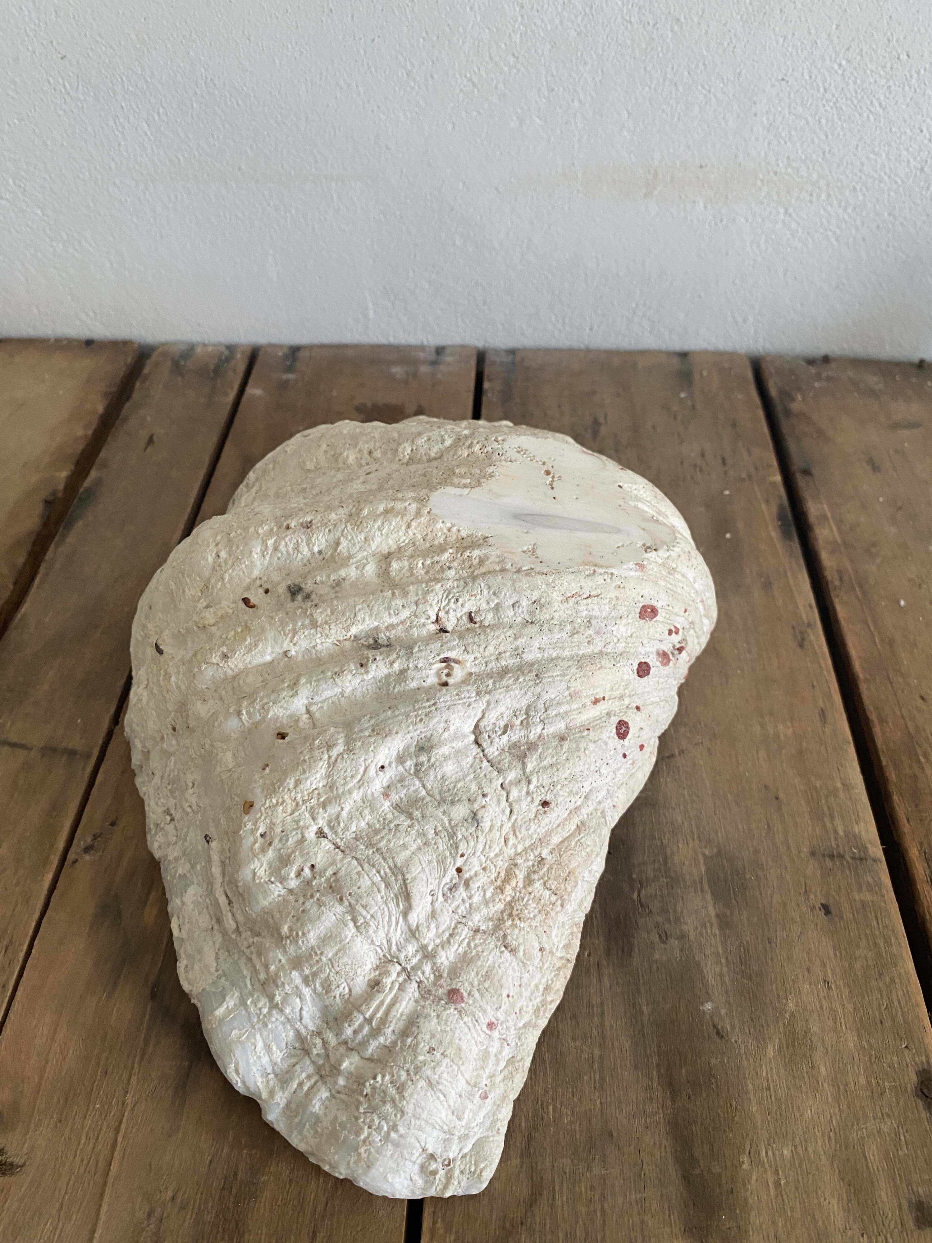 Bénitier shells, cabinet of curiosities