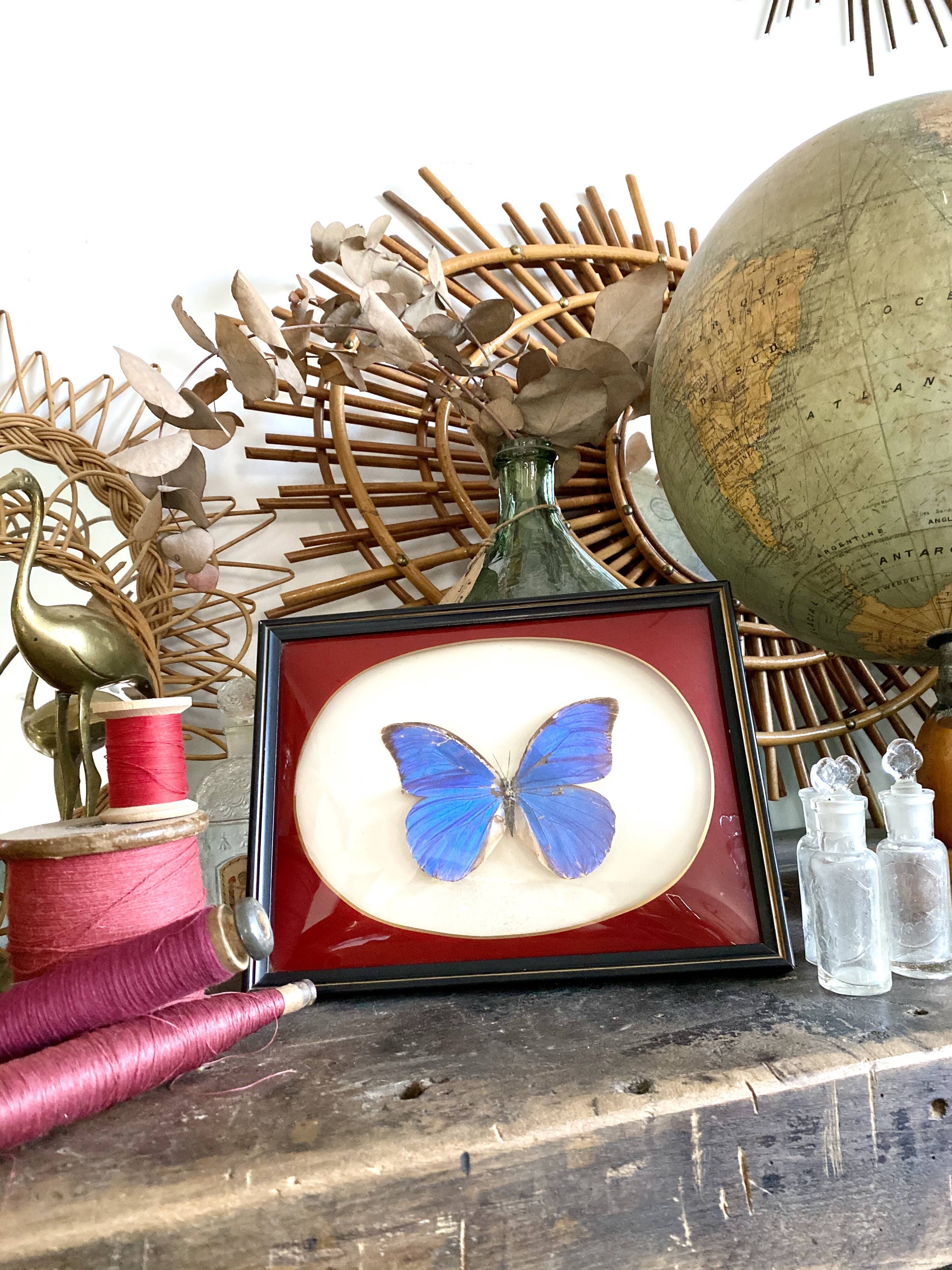 Naturalized butterfly frame
