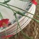 Assiettes creuses terre de fer Digoin Sarreguemines.