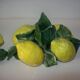 Pair of lemon slip candle holders