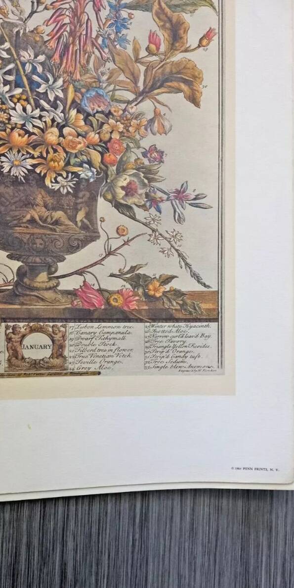 Lot of 19th century Floral Engravings - Vintage Art Print Flowers - 12 months - Robert Furber