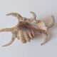 Coquillage