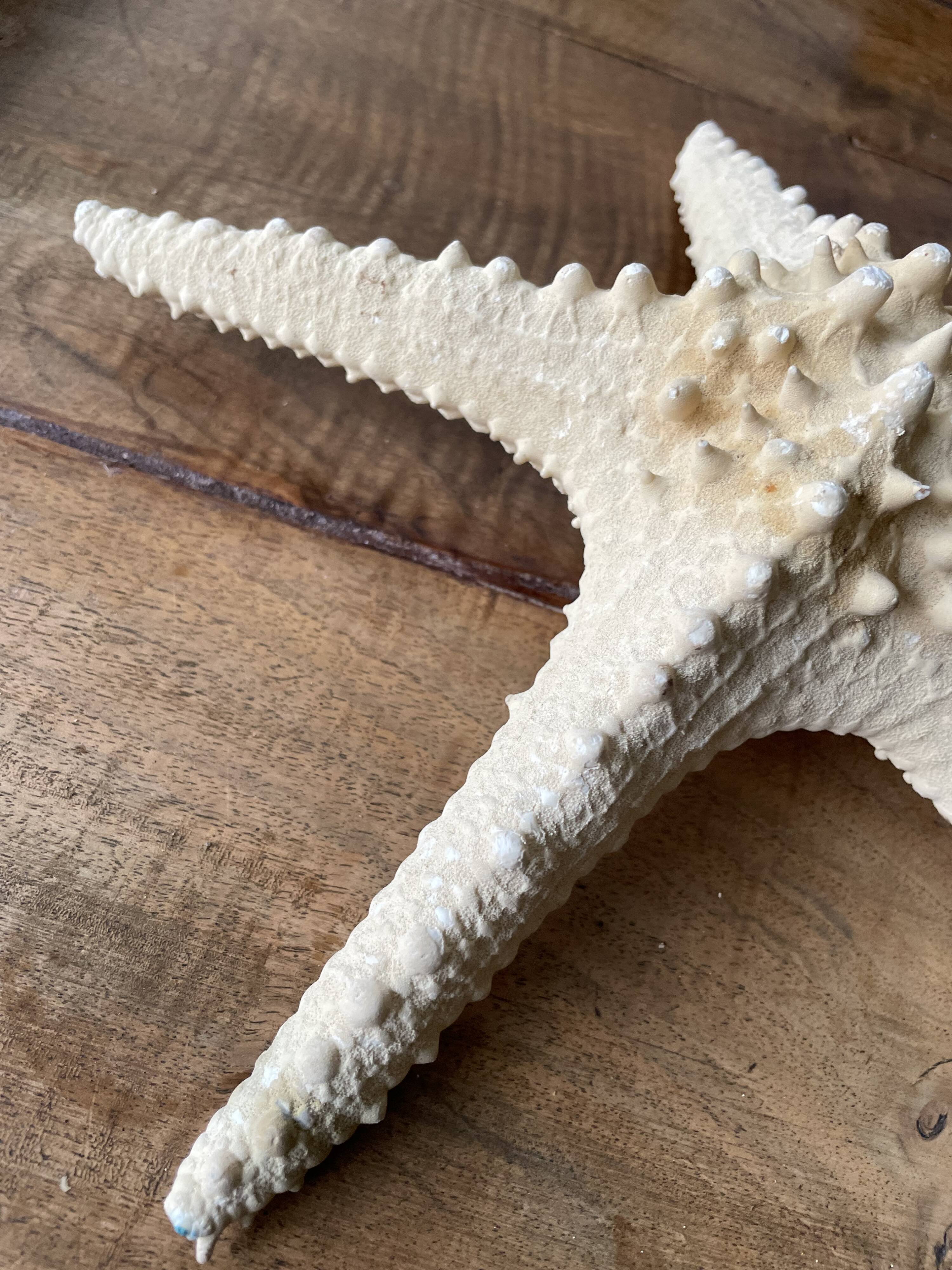 Starfish