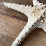 Starfish