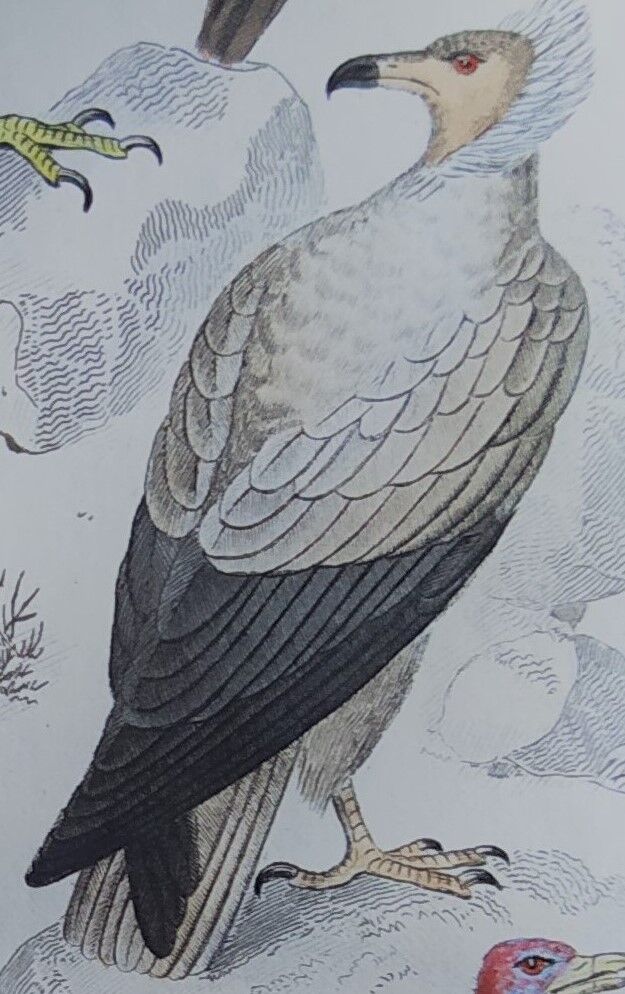 Planche Ornithologique originale " Vautour - Vautour Aigrette - &c.... " Buffon 1836