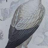 Original Ornithological plate " Vautour - Vautour Aigrette - &c.... " Buffon 1836