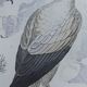 Planche Ornithologique originale " Vautour - Vautour Aigrette - &c.... " Buffon 1836