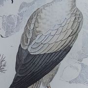 Original ornithological plate "Vulture - Egret Vulture - &c.... " Buffon 1836